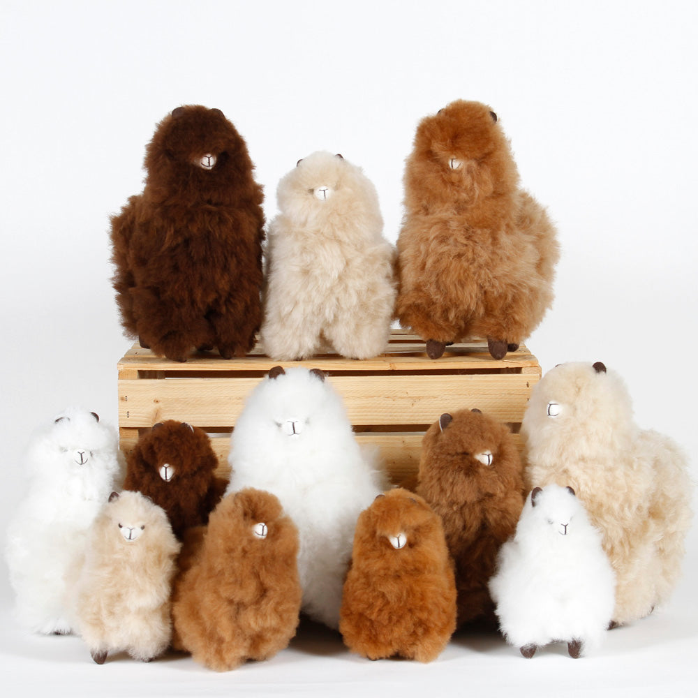 Alpacas