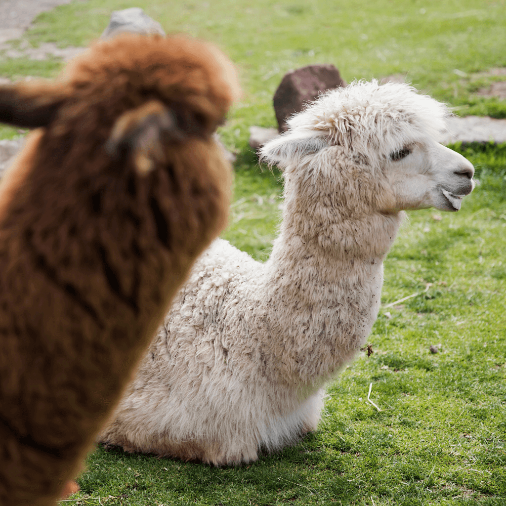 Contact Alpaca Time