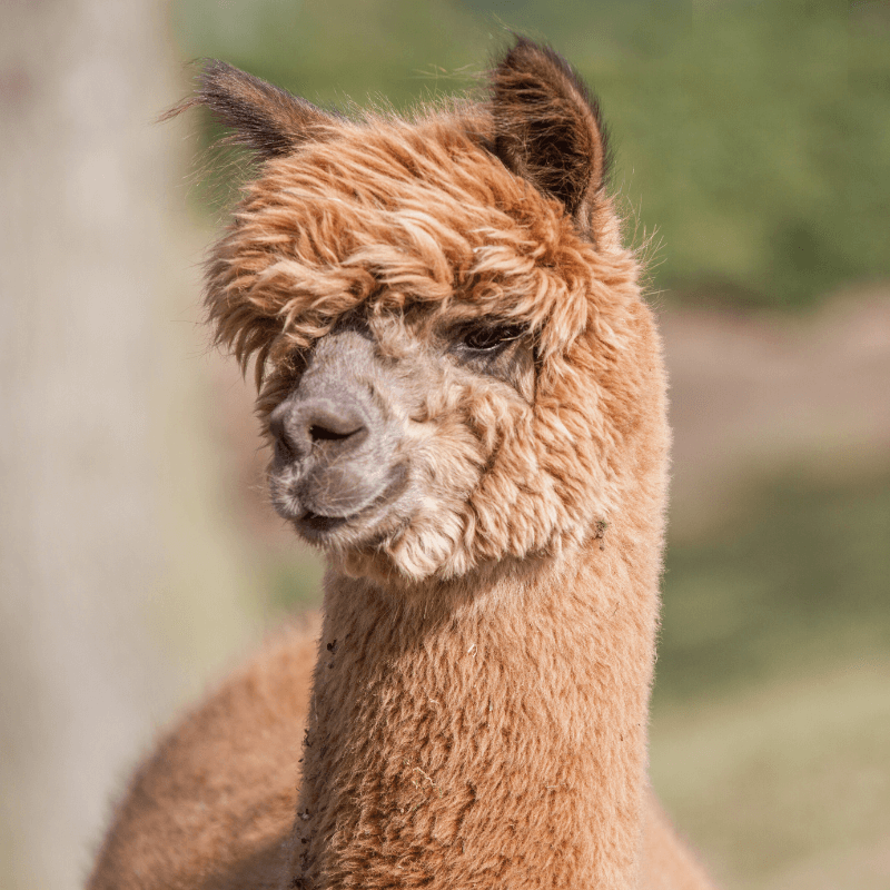 Alpaca in farm