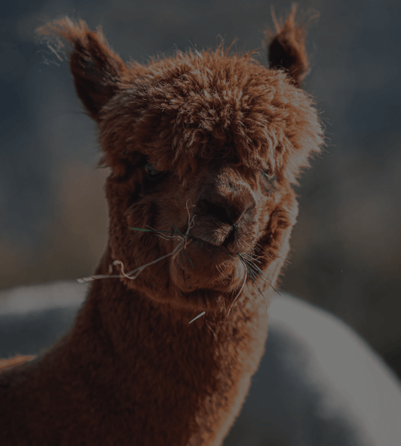 Benefits of Alpaca Fibre