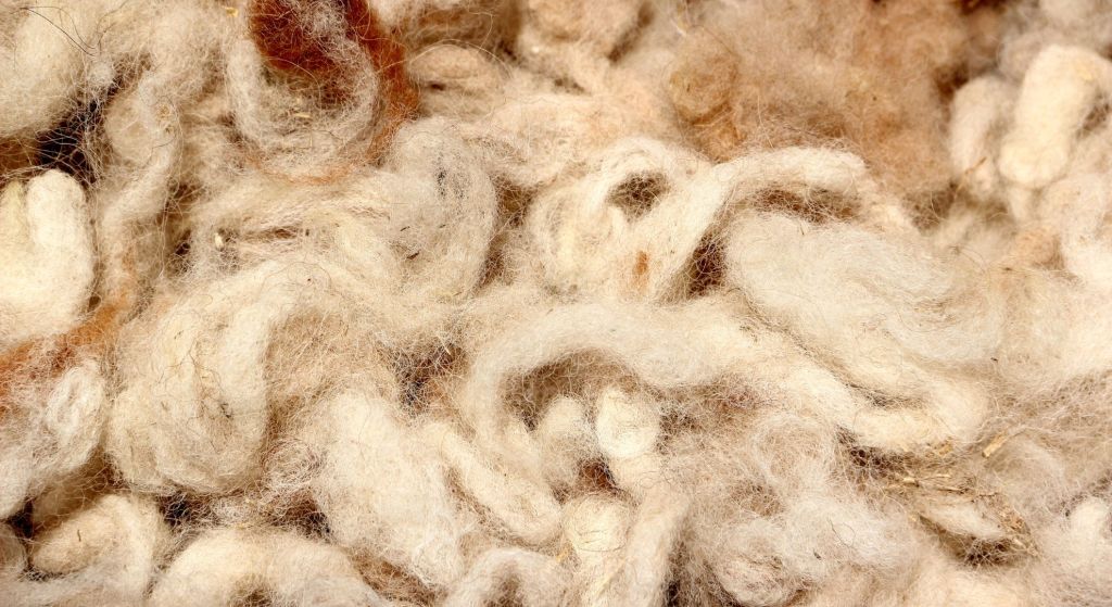 Alpaca Wool_ The Sustainable and Stylish Choice for Fashionable Individuals