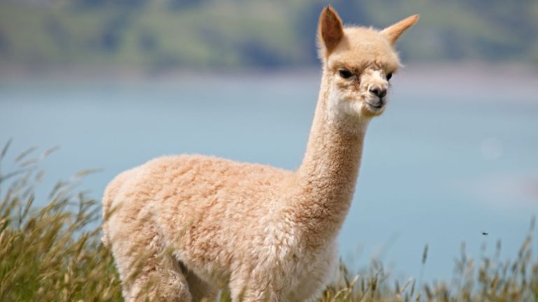 alpacaly-adorable-10-reasons-why-youll-fall-in-love