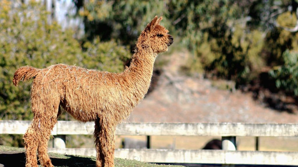beyond-knitting-and-weaving-alpaca-adventures